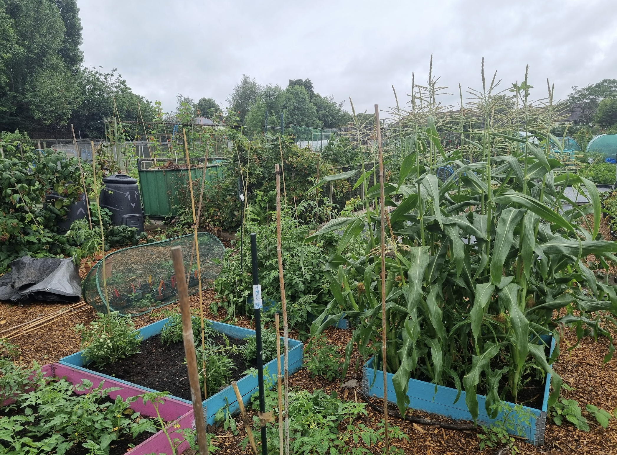 view from behind the polytunnel in the other 2 pics